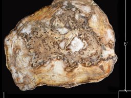 Designation: Slab 2A Giant Sequoias Petrified Wood Table. A Museum-Quality Petrified Giant Sequoia Slab. A Tangible Piece of Prehistory.